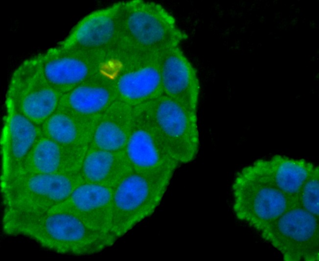 Anti-C Antibody (3X679)