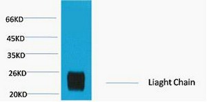 Anti-Rabbit IgG (Light Chain Specific) Antibody (3F806)