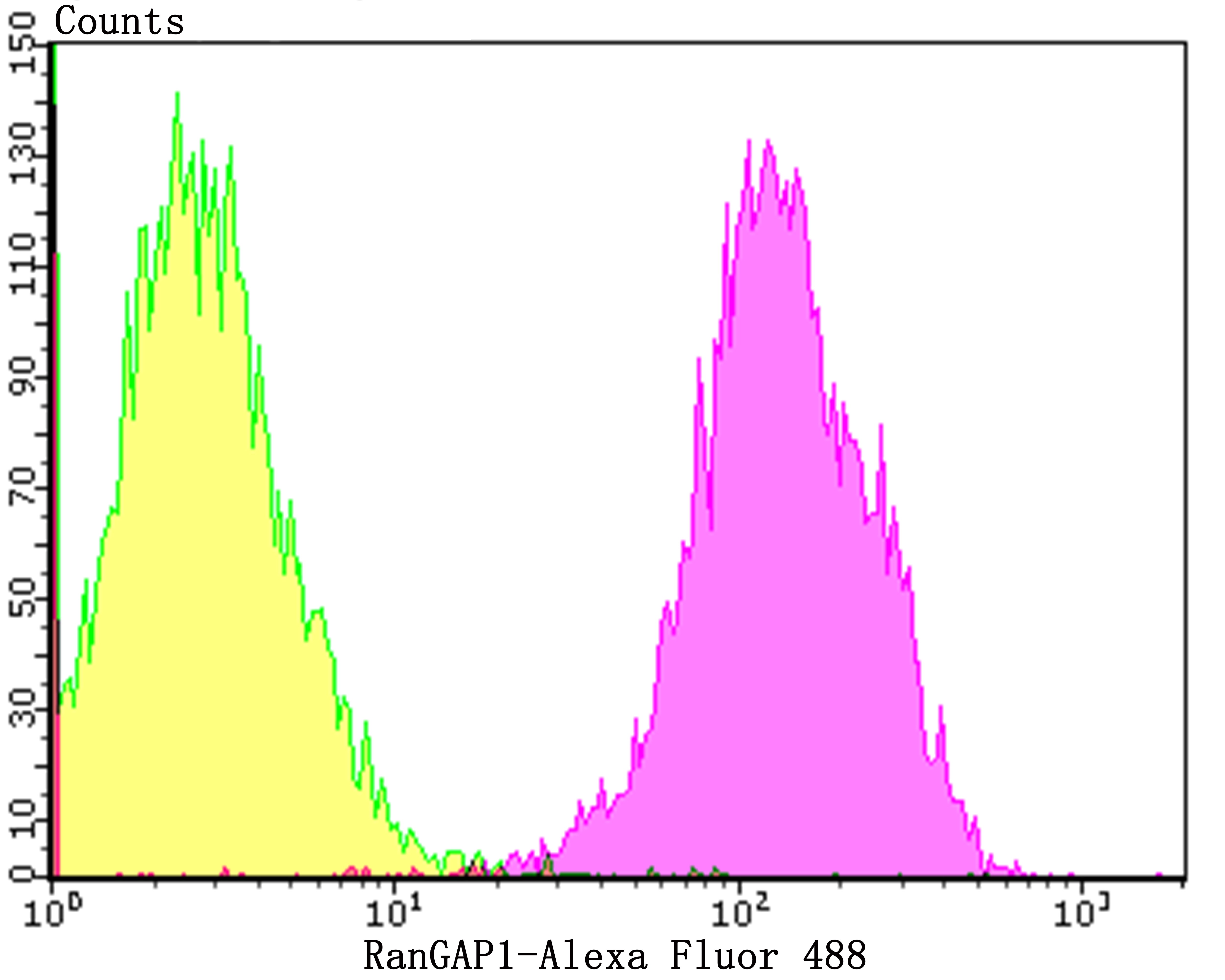 Anti-RanGAP1 Antibody (8X592)