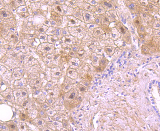 Anti-C Antibody (3X679)