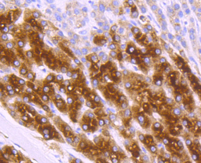 Anti-RBP4 Antibody (2C142)
