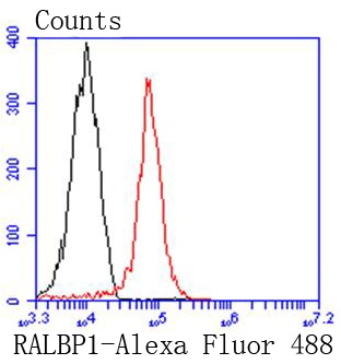 Anti-RALBP1 Antibody (4R123)