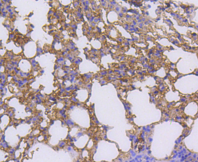 Anti-RALBP1 Antibody (4R123)