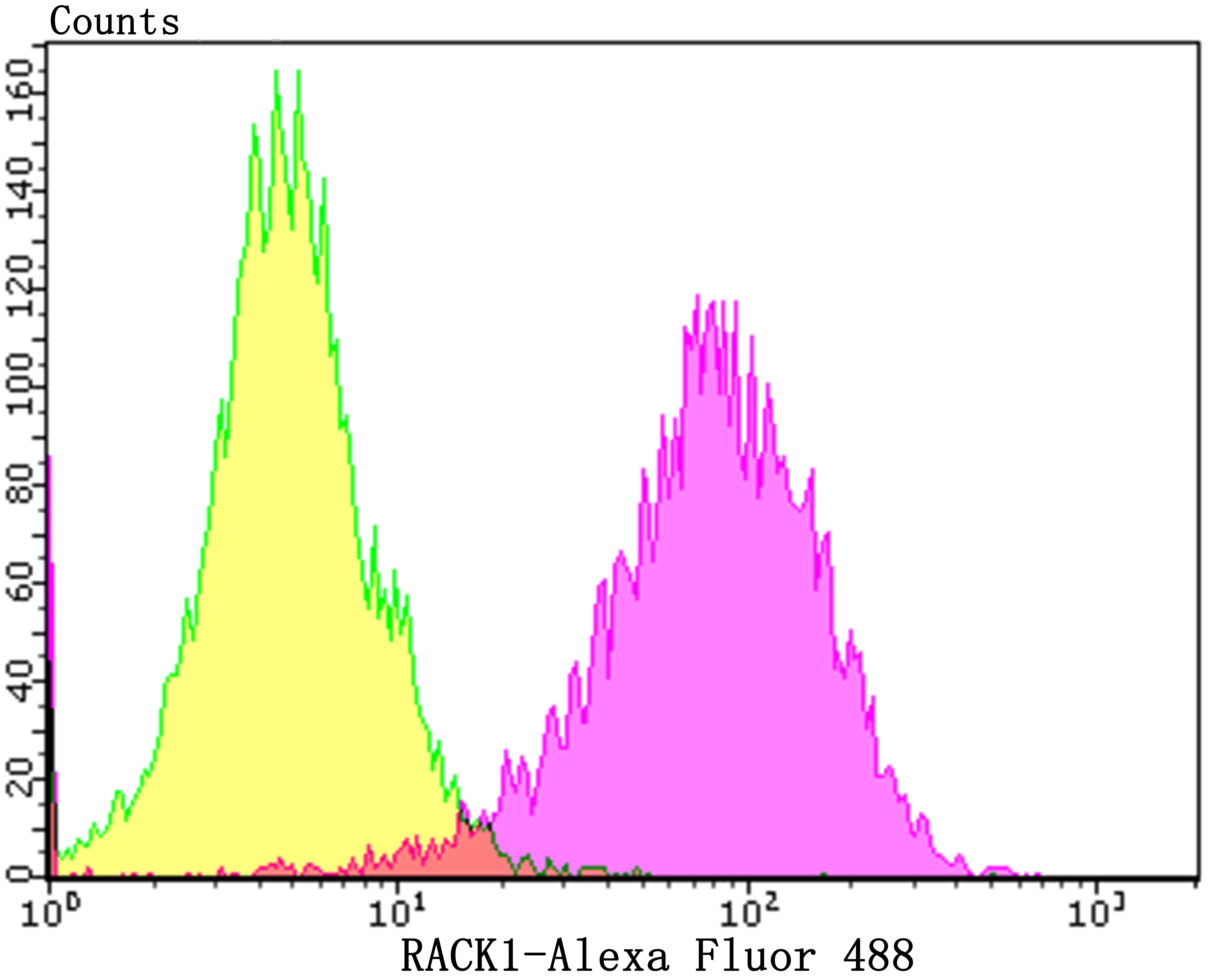 Anti-Rack1 Antibody (8C519)