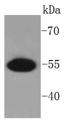 Anti-PRP19 Antibody (7U313)