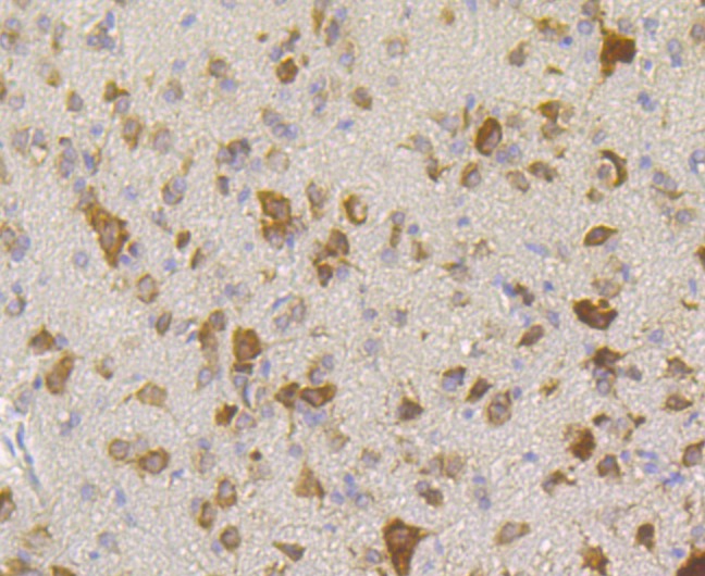 Anti-Rack1 Antibody (8C519)