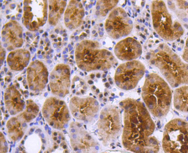 Anti-PRP19 Antibody (7U313)