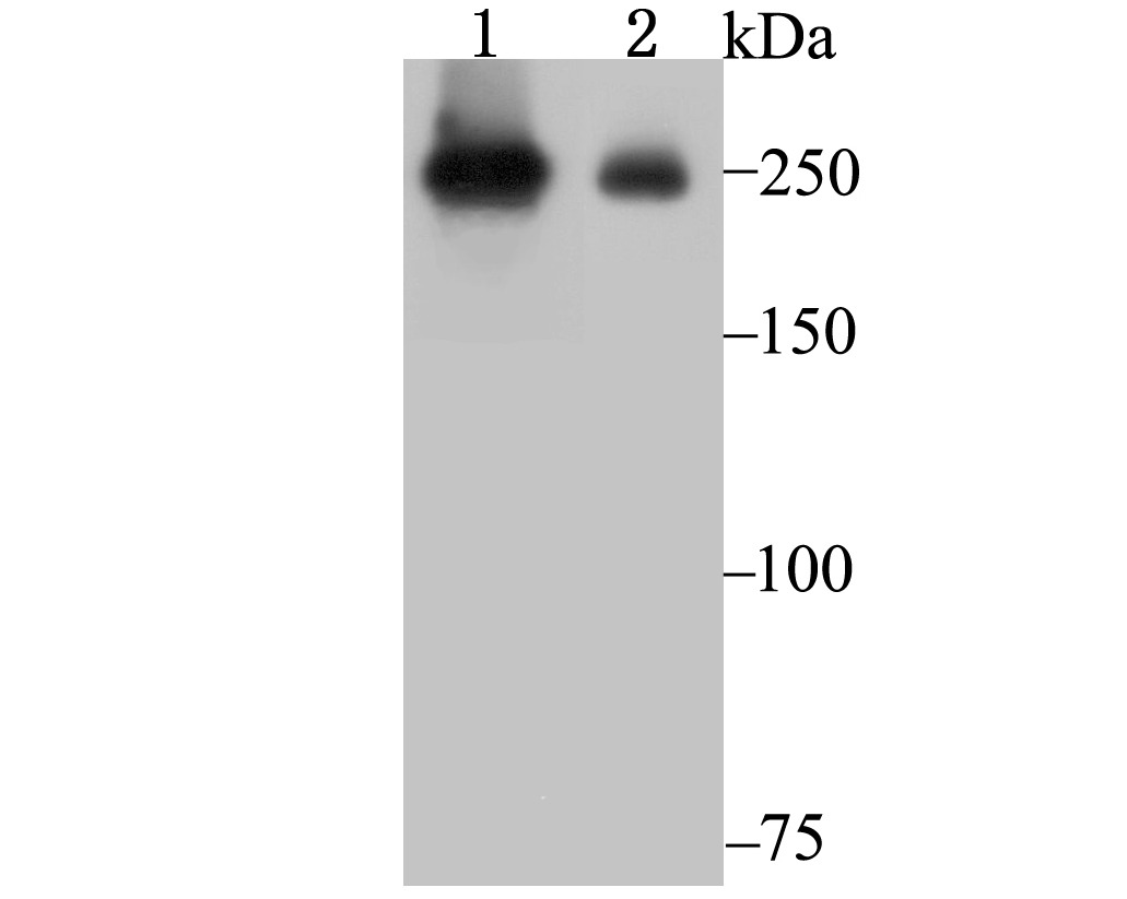 Anti-PRPF8 Antibody (4V102)
