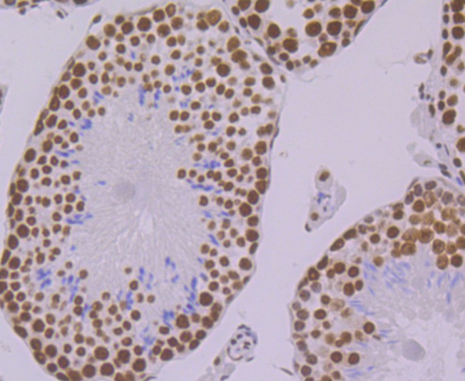 Anti-PRPF8 Antibody (4V102)