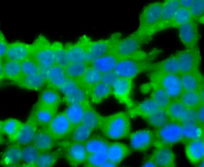 Anti-C Antibody (3X679)