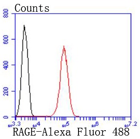 Anti-RAGE Antibody (3H335)
