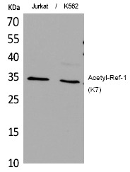 Anti-Acetyl-APE (Lys7) Polyclonal Antibody