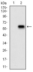 Anti-RAP1GAP Antibody (4C780)