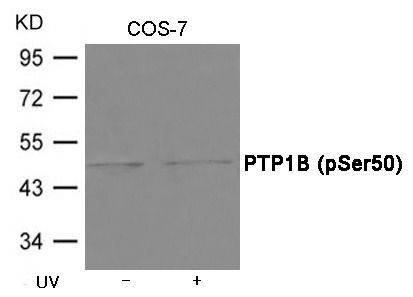 Anti-Phospho-PTP1B (Ser50) Polyclonal Antibody