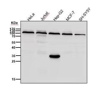 Anti-PSD93 Antibody (5I700)