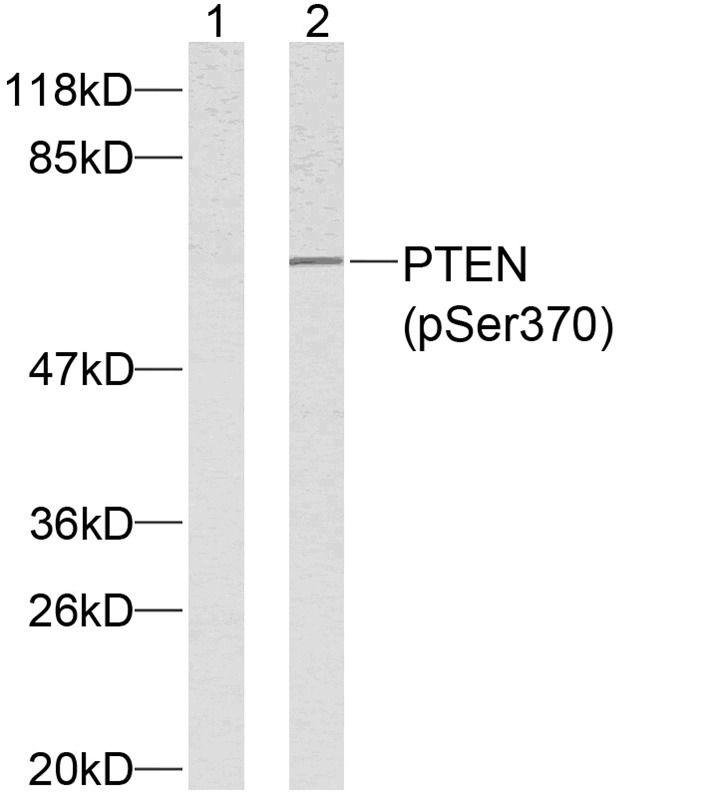 Anti-Phospho-PTEN (Ser370) Polyclonal Antibody