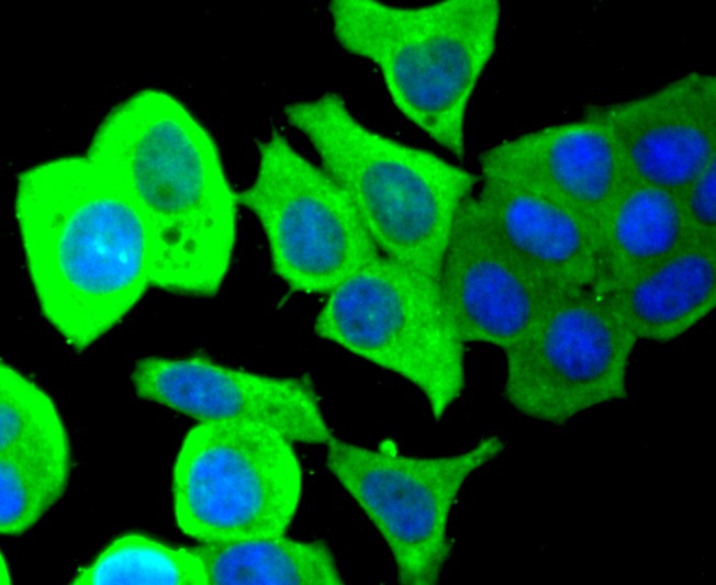 Anti-PTP1B Antibody (4L780)