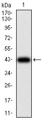 Anti-RF1 Antibody (8B803)