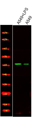 Anti-Phospho-PTRF (Tyr156) Polyclonal Antibody