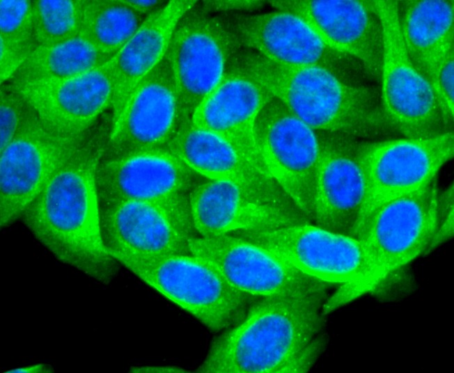 Anti-PTP1B Antibody (4L780)