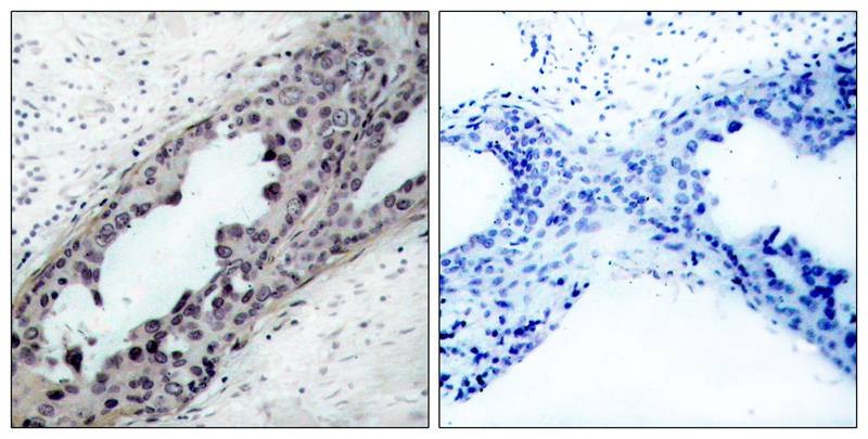 Anti-Phospho-PTEN (Ser380, Thr382, 383) Polyclonal Antibody