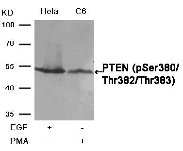 Anti-Phospho-PTEN (Ser380, Thr382, 383) Polyclonal Antibody
