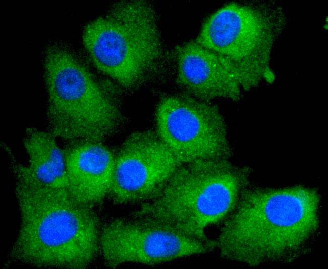 Anti-PTEN Antibody (9S478)