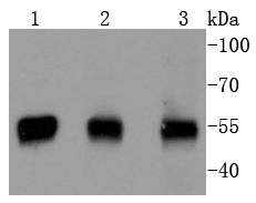 Anti-PTEN Antibody (9S478)