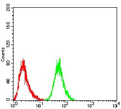 Anti-RF1 Antibody (8B803)