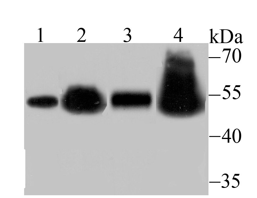 Anti-RBBP4 Antibody (7R532)