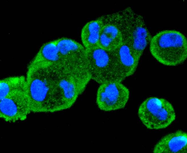 Anti-PTEN Antibody (9S478)