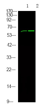 Anti-Phospho-Shc (Tyr349, 350) Polyclonal Antibody