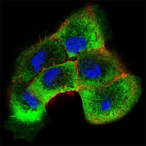 Anti-Shc Antibody (2E265)