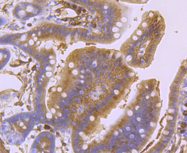 Anti-S100A10 Antibody (8Q369)