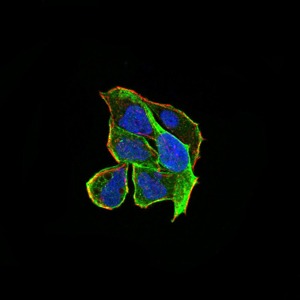 Anti-RND3 Antibody (2F966)