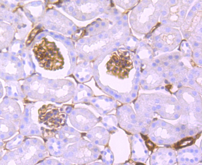 Anti-S100A10 Antibody (8Q369)