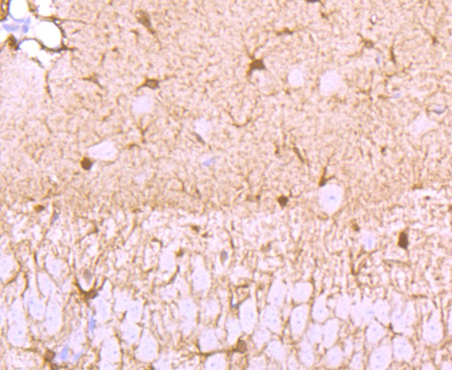 Anti-S100A1 Antibody (2K17)