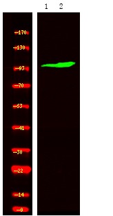 Anti-Phospho-ROR2 (Ser449) Polyclonal Antibody