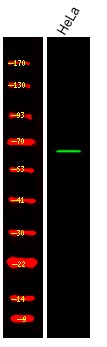 Anti-Phospho-Shc3 (Tyr424) Polyclonal Antibody
