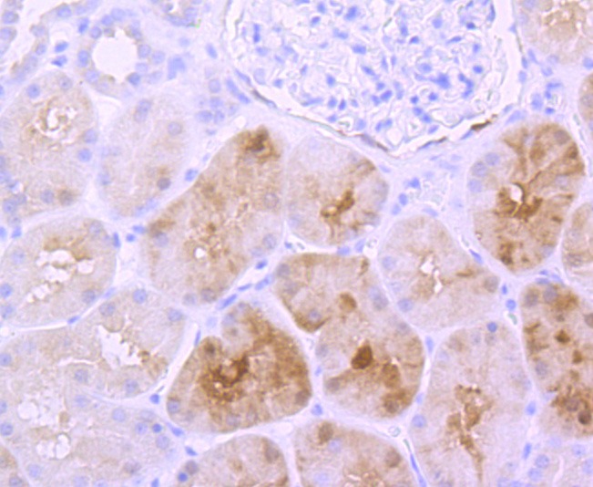 Anti-S100A1 Antibody (2K17)