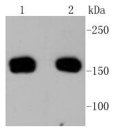 Anti-ROCK1 Antibody (4X563)