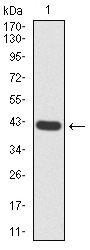 Anti-RND3 Antibody (2F966)
