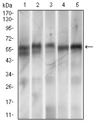 Anti-RING1 Antibody (1C89)