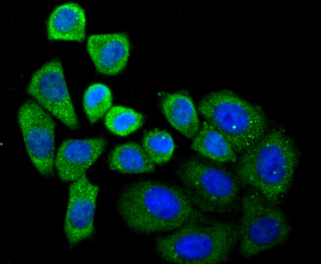 Anti-SEC23 Antibody (4Q432)