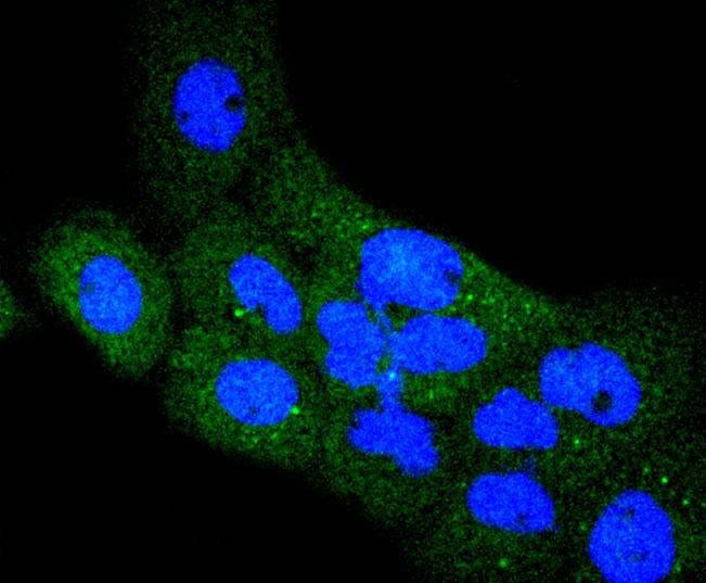 Anti-RON/CD136 Antibody (7D3)