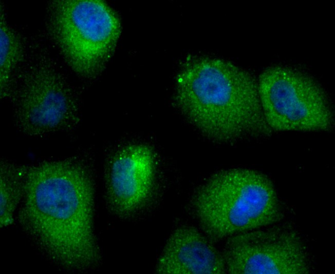 Anti-SEC23 Antibody (4Q432)