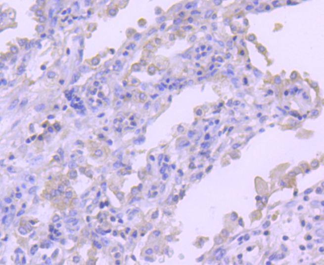 Anti-RON/CD136 Antibody (7D3)