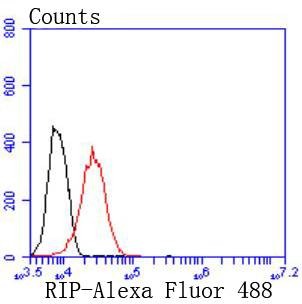 Anti-RIPK1 Antibody (1B304)