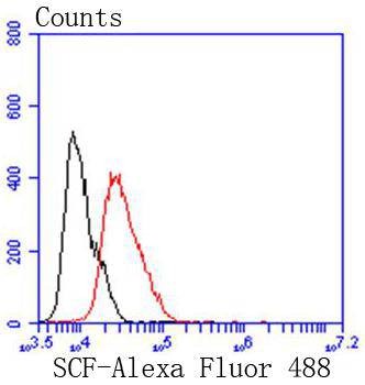 Anti-SCF Antibody (9H58)
