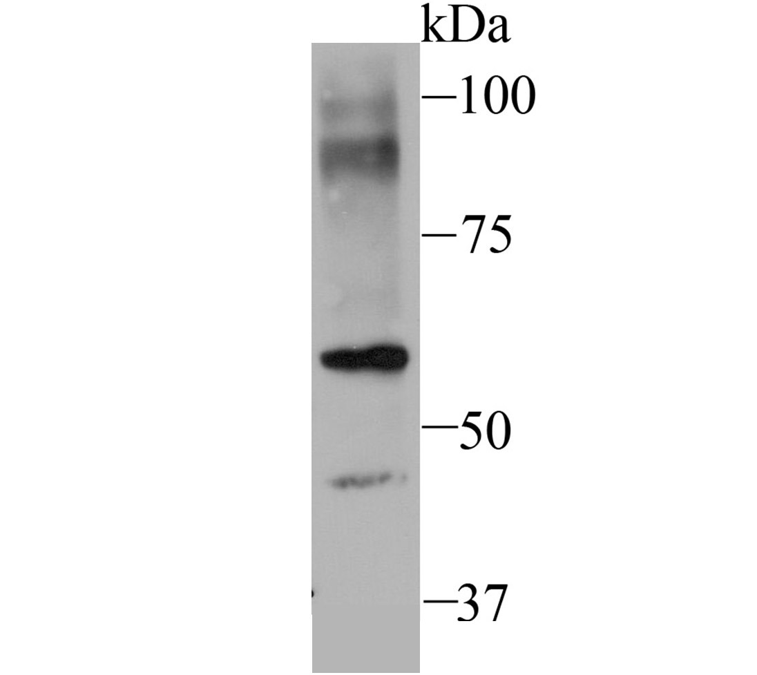 Anti-SEC23 Antibody (4Q432)